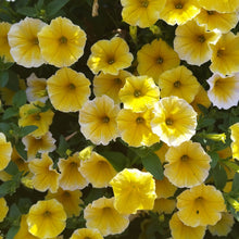 Photo de Petchoa Caliburst™ Yellow F1. La couleur caractéristique est : jaune. Le visuel permet d’observer les contours, les teintes et la disposition des éléments présentés. Les détails de forme et les contrastes donnent un aperçu de l’apparence de cette plante ou de sa récolte. Cette photographie accompagne la variété nommée afin de l’identifier dans la sélection de semences.