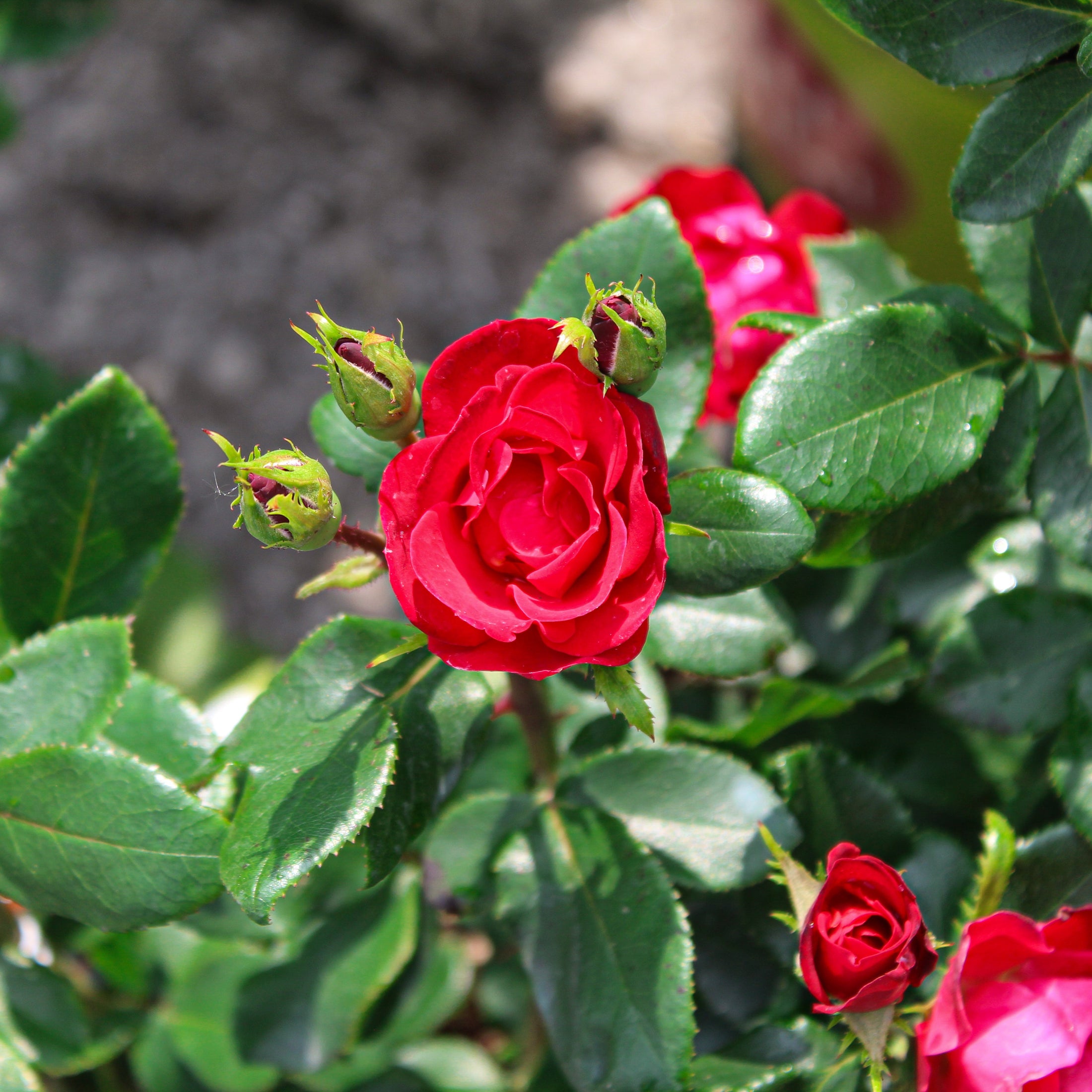 Hardy rose bush 'Double Knock Out' red