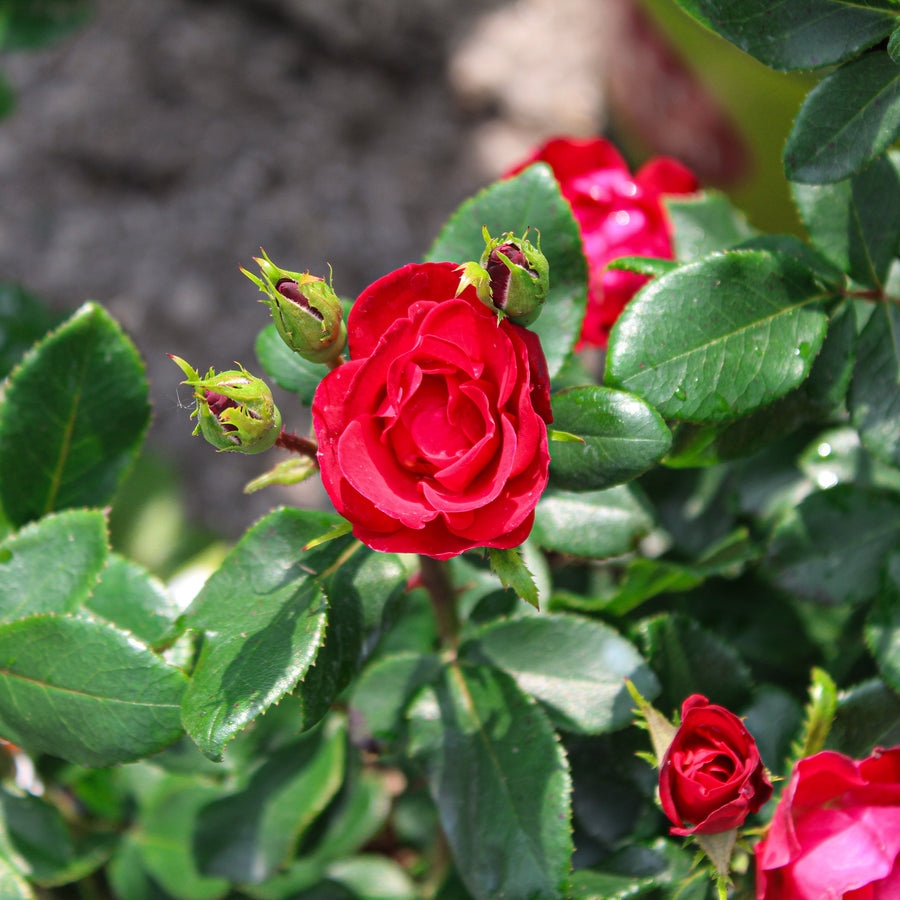Rosier rustique 'Double Knock Out' rouge