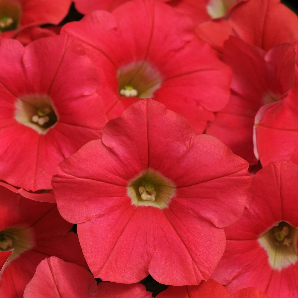 Pétunia Shock Wave 'Coral Crush'