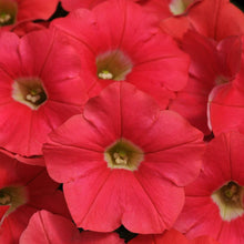 Pétunia Shock Wave 'Coral Crush'