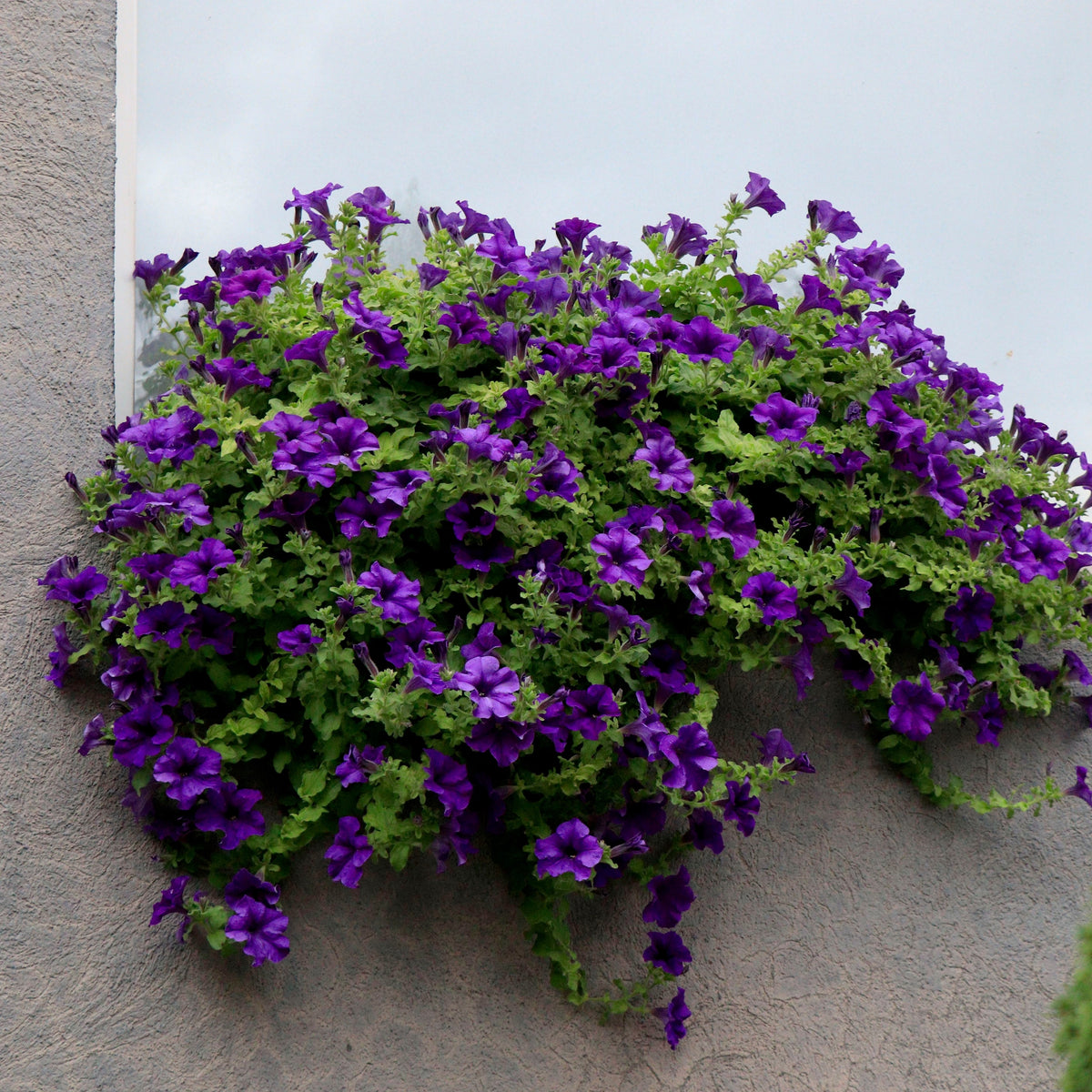 Easy Wave® Blue F1 petunia in full bloom, forming a broad trailing mound covered with blue-violet flowers and darker throats. Green foliage is almost hidden beneath the abundant blooms. Its low, rounded habit illustrates its use in hanging baskets, large containers, and garden edges where stems can spread or trail freely.