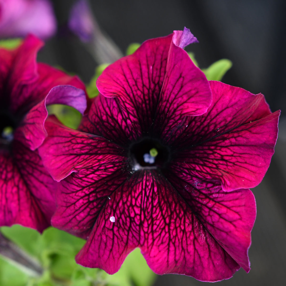 Photo de Pétunia Easy Wave® Burgundy Velour F1. Pétunia Easy Wave® Burgundy Velour F1 en pleine floraison, formant un large coussin retombant couvert de fleurs rouge cabernet velouté à gorge plus foncée. Le feuillage vert disparaît presque sous les corolles nombreuses. Son port bas et arrondi illustre son utilisation dans les paniers suspendus, les grands contenants et les bordures où les tiges peuvent s'étaler ou retomber librement.