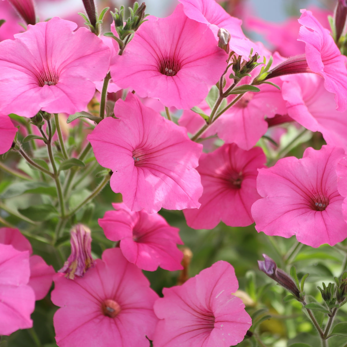 Petunia Easy Wave® Pink Passion F1