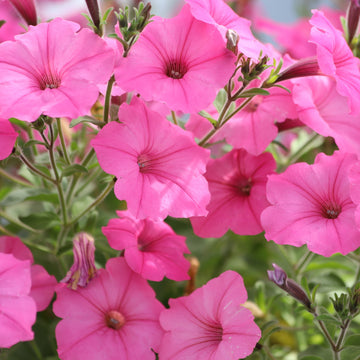 Pétunia Easy Wave® Pink Passion F1
