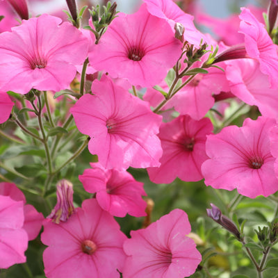 Petunia Easy Wave® Pink Passion F1
