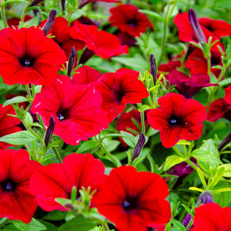 Easy Wave® Red F1 petunia in full bloom, forming a broad trailing mound covered with red flowers and darker throats. Green foliage is almost hidden beneath the abundant blooms. Its low, rounded habit illustrates its use in hanging baskets, large containers, and garden edges where stems can spread or trail freely.