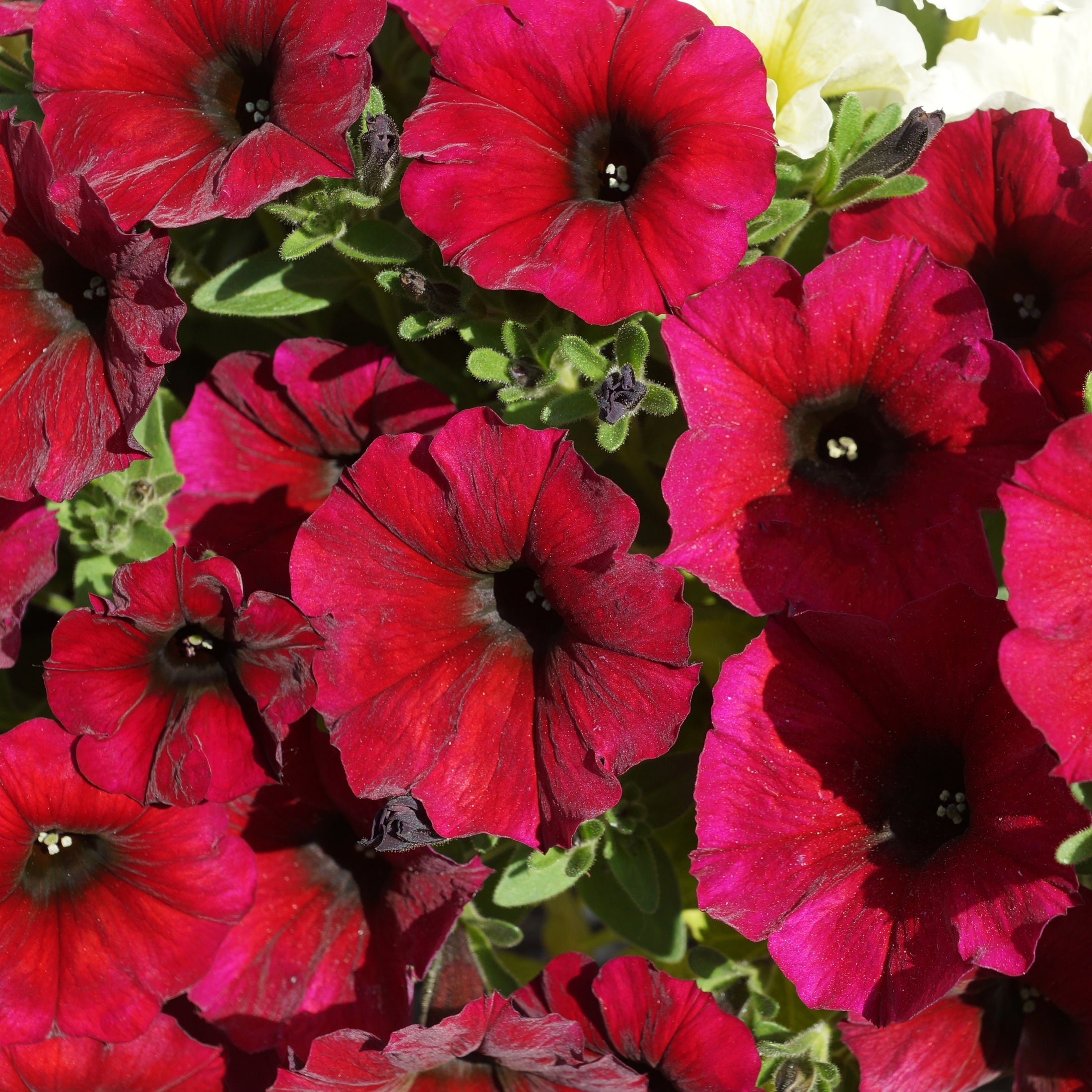 Petunia Easy Wave® Red Velour F1