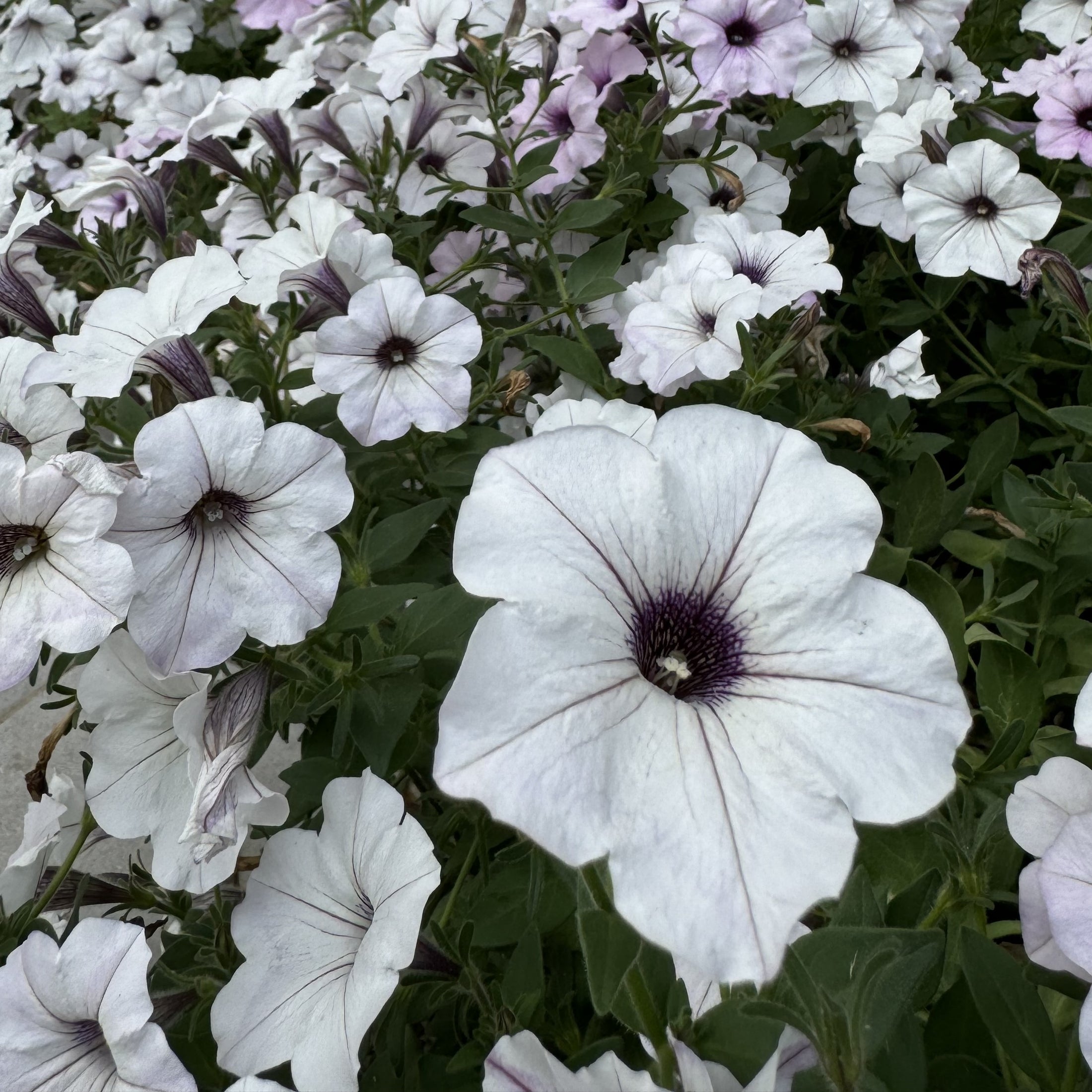 Petunia Easy Wave® Silver F1