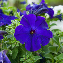 Petunia Limbo *GP* Blue F1