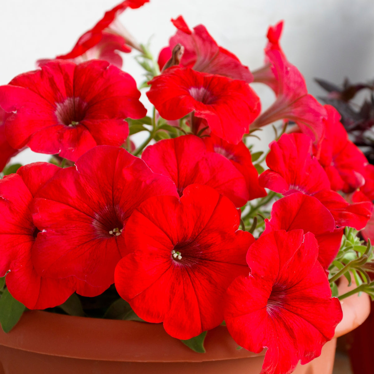 Photo de Pétunia Limbo *GP* Red F1. Avec ses fleurs d'un rouge éclatant, il illumine les contenants, suspensions et plates-bandes tout au long de la saison. La couleur caractéristique est : rouge. Le visuel permet d'observer les contours, les teintes et la disposition des éléments présentés. Les détails de forme et les contrastes donnent un aperçu de l'apparence de cette plante ou de sa récolte.