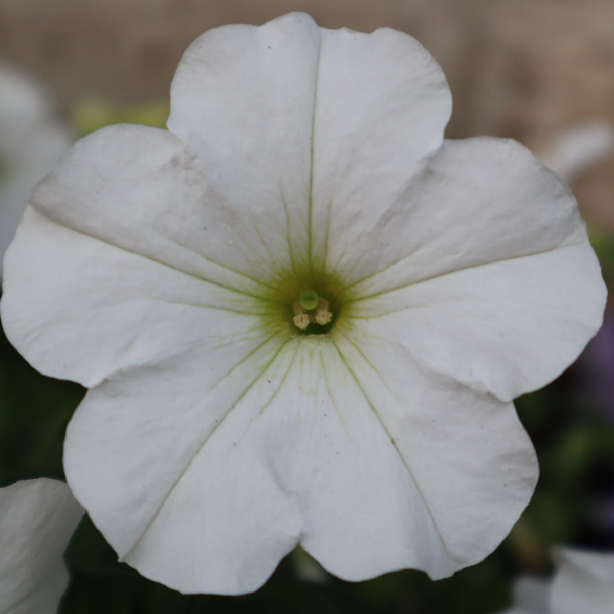 Photo de Pétunia Limbo *GP* White F1. Pétunia Limbo *GP* White F1 présentant de grandes fleurs blanches lumineuses au-dessus d'un feuillage vert compact. La couleur caractéristique est : blanc. Le visuel permet d'observer les contours, les teintes et la disposition des éléments présentés. Les détails de forme et les contrastes donnent un aperçu de l'apparence de cette plante ou de sa récolte.