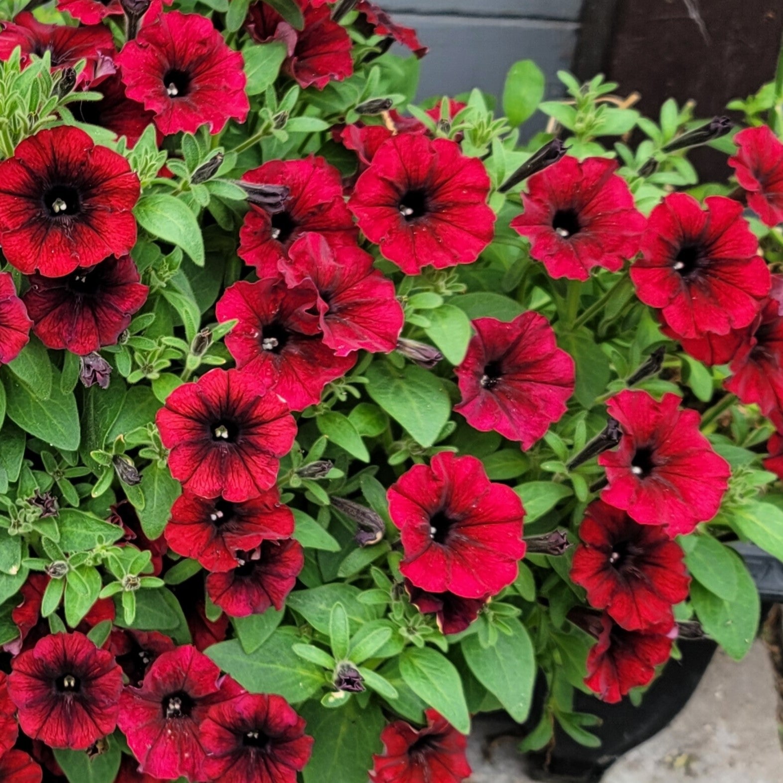 Photo de Pétunia Tidal Wave® Red Velour F1. Pétunia Tidal Wave® Red Velour F1 en pleine floraison, formant un large coussin retombant couvert de fleurs rouge velouté profond à gorge plus foncée. Le feuillage vert disparaît presque sous les corolles nombreuses. Son port bas et arrondi illustre son utilisation dans les paniers suspendus, les grands contenants et les bordures où les tiges peuvent s’étaler ou retomber librement.