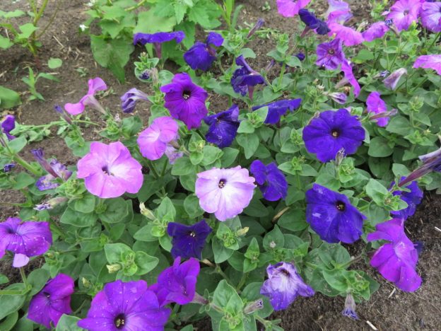 Pétunia 'Alderman'