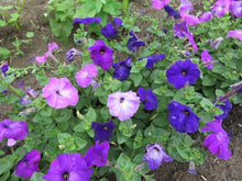 Pétunia 'Alderman'