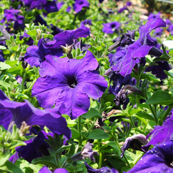 Petunia 'Cascade Blue'