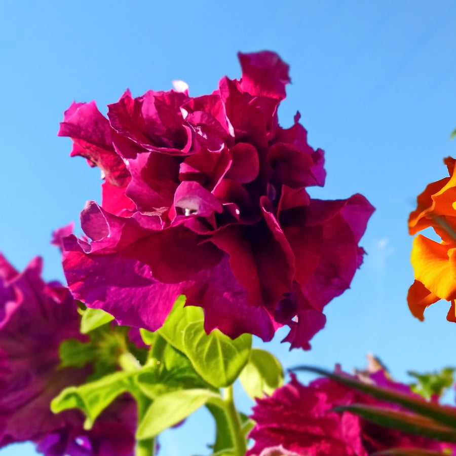 Petunia 'Double Cascade Burgundy'