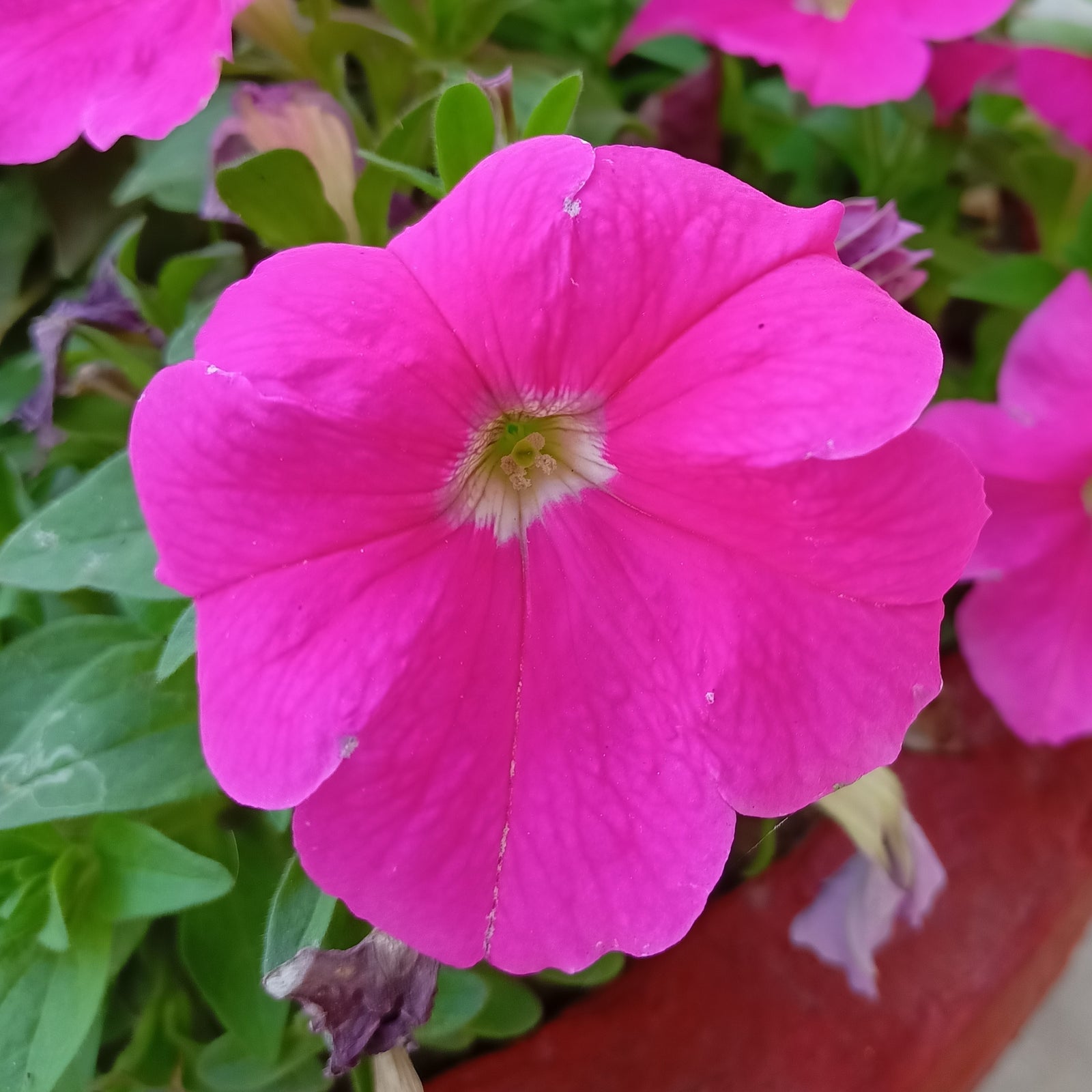 Petunia 'Cascade Pink'