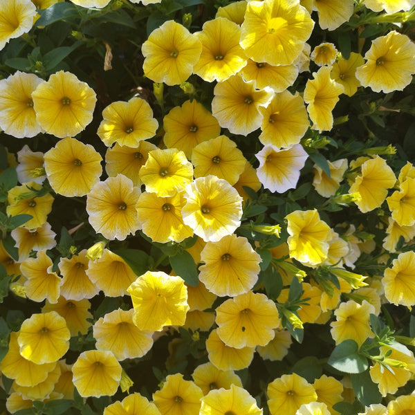 Petunia 'Celebrity Yellow'
