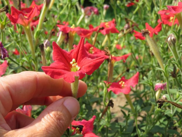Petunia 'exserta'