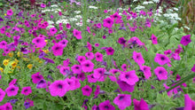 Petunia 'integrifolia'