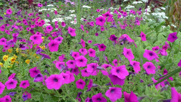 Petunia 'integrifolia'