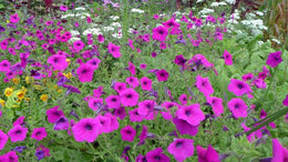 Petunia 'integrifolia'