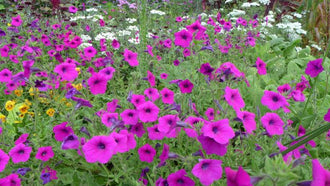 Fuchsia-flowered petunia