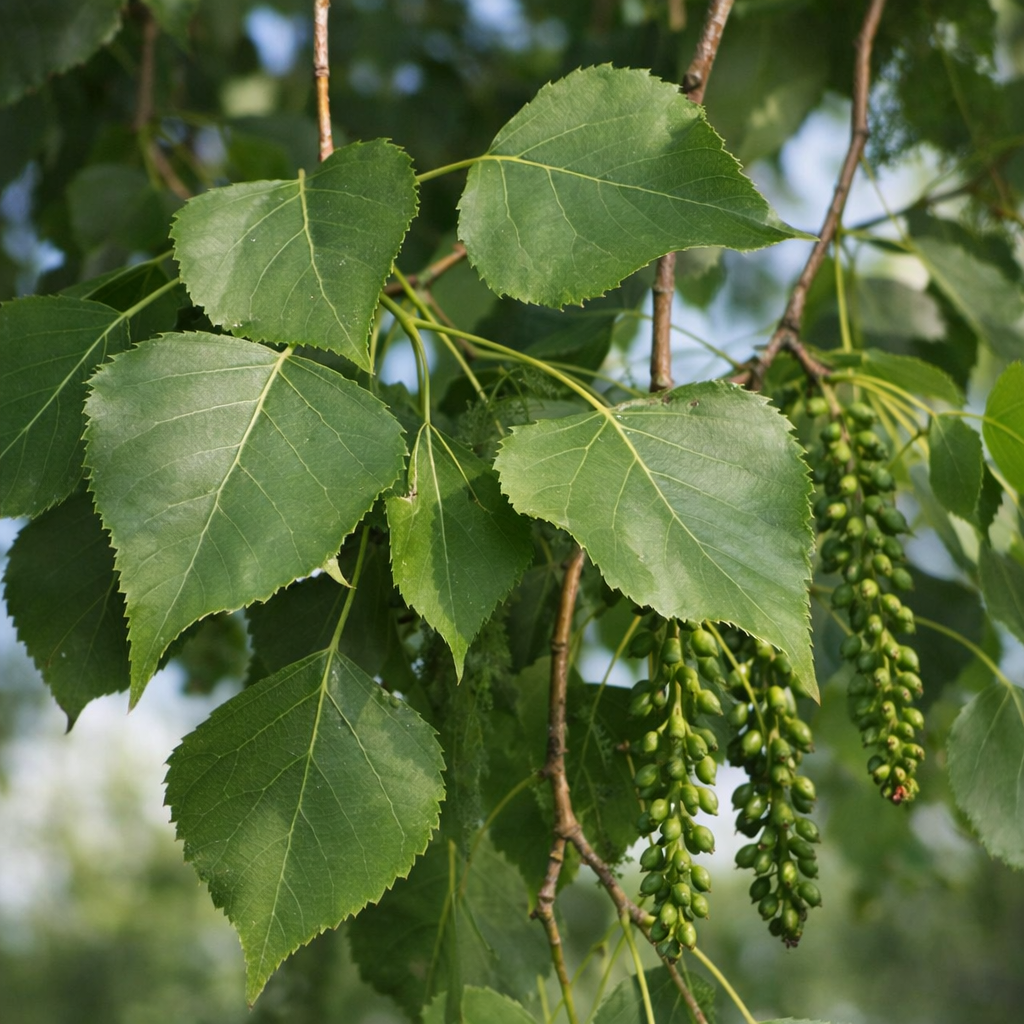 Peuplier deltoïde, arbre indigène au feuillage vert.