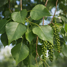 Peuplier deltoïde, arbre indigène au feuillage vert.