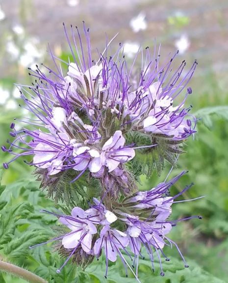 Organic Tansy-leafed Phacelia
