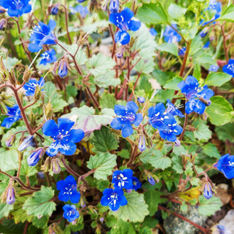 California Blue Bell phacelia forming a small, low mound covered with vivid gentian-blue, bell-shaped flowers, each accented by white anthers. Fine green foliage and compact growth illustrate the 15 to 30 cm height and 7.5 to 15 cm spread. Bright flowering shows the intended effect in a border, container, or mass planting.