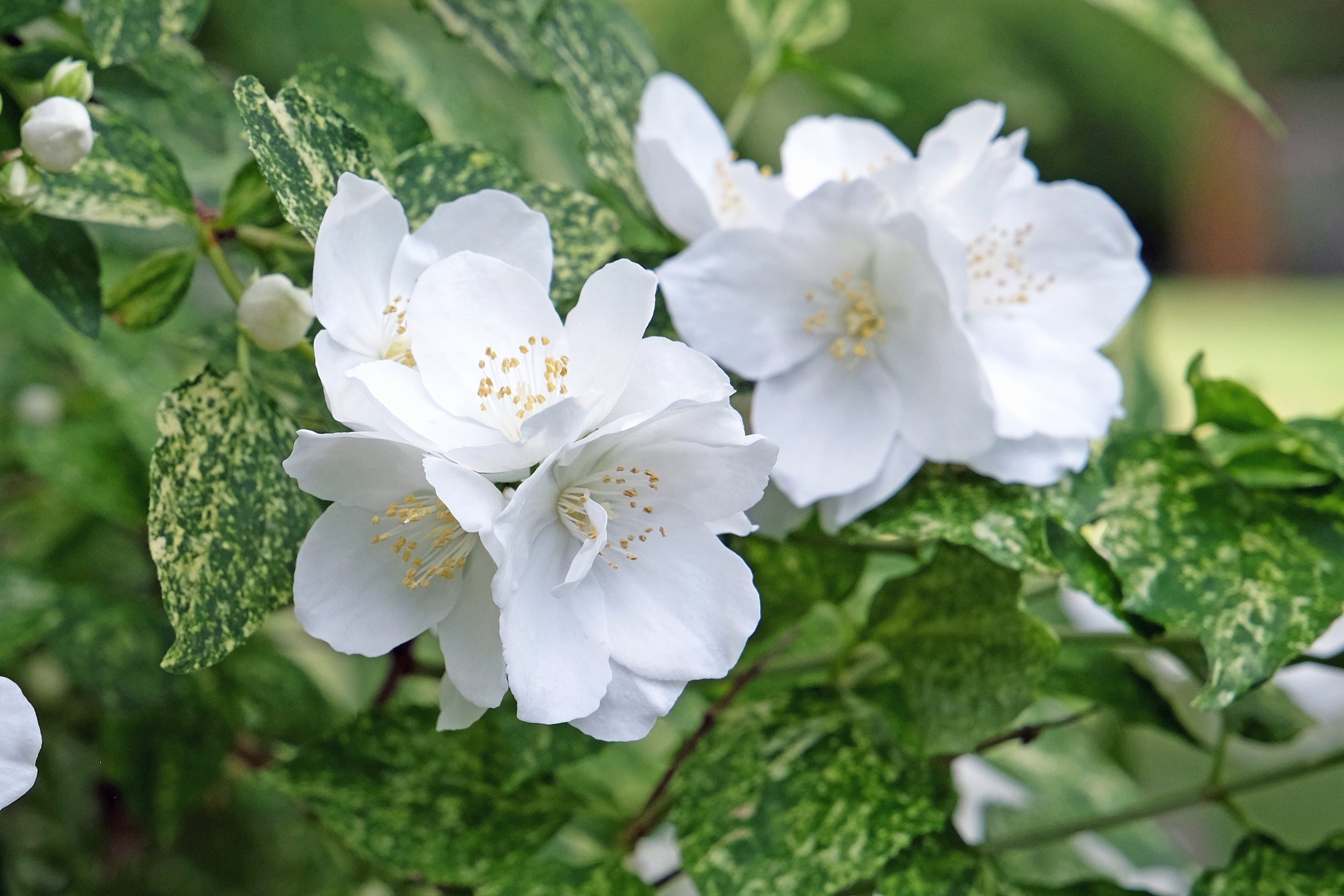 Philadelphus 'Innocence'