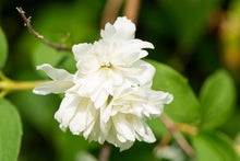 Philadelphus 'Minnesota Snowflake'