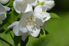 Philadelphus 'Virginalis'