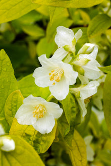 Philadelphus coronarius 'Aureus'