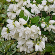 Philadelphus 'Snowbelle'