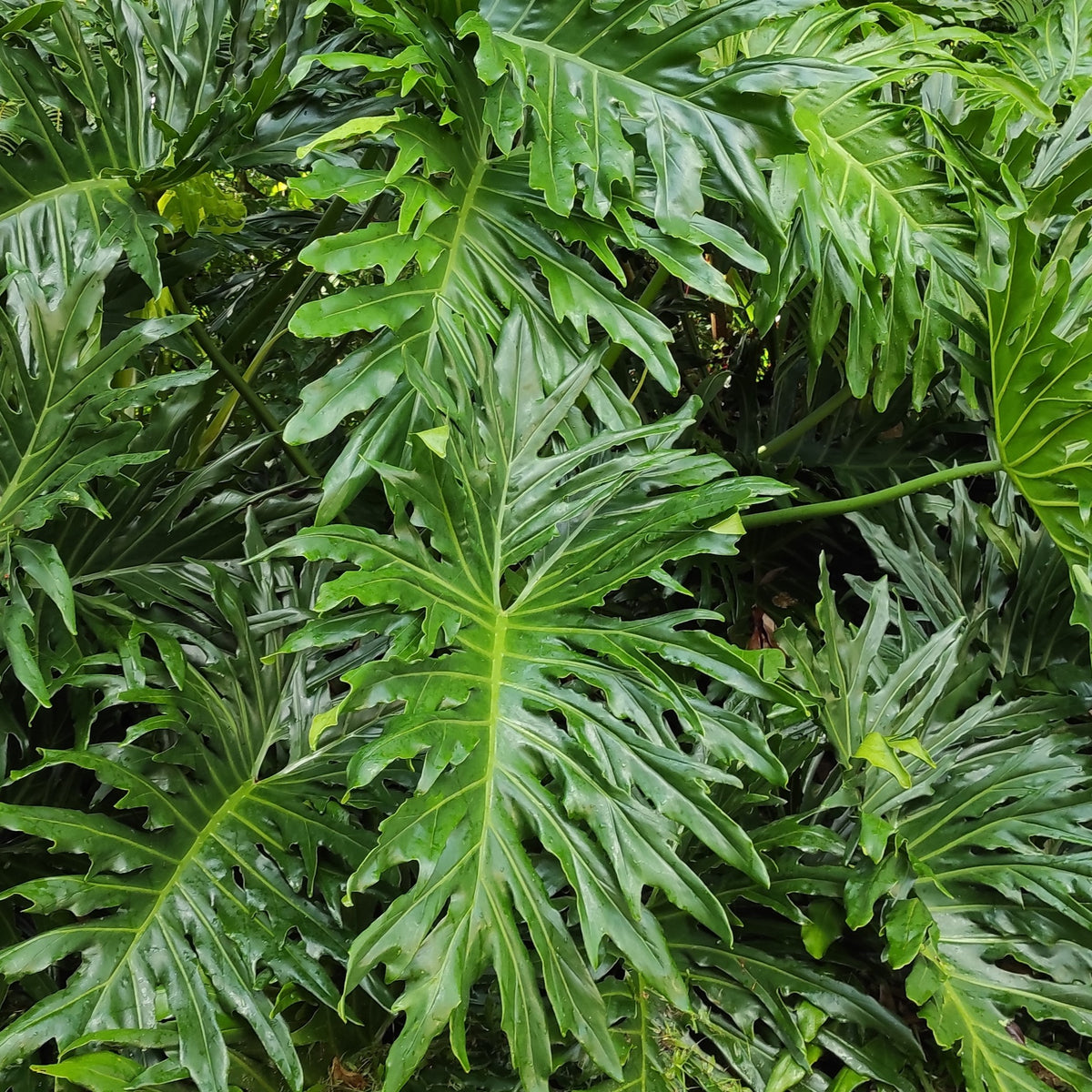 Photo de Philodendron selloum. Son feuillage, similaire à celui du Monstera, évolue avec l’âge : les jeunes feuilles vert tendre deviennent irrégulièrement découpées, ajoutant une touche unique à votre décor. La couleur caractéristique est : feuillage vert. Le visuel permet d’observer les contours, les teintes et la disposition des éléments présentés.