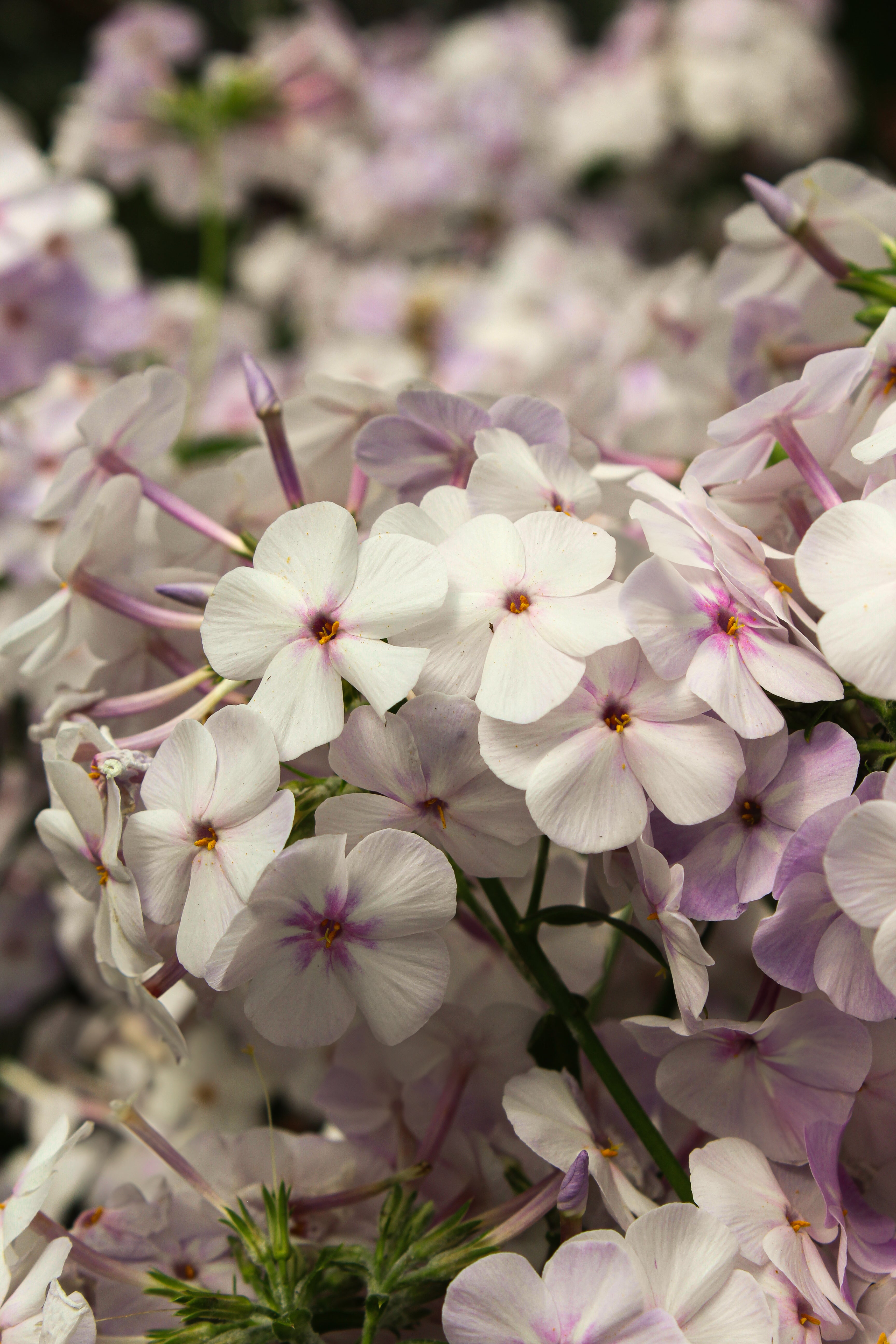 Pépinière.ca | Phlox Luminary™ 'Sunset Coral'