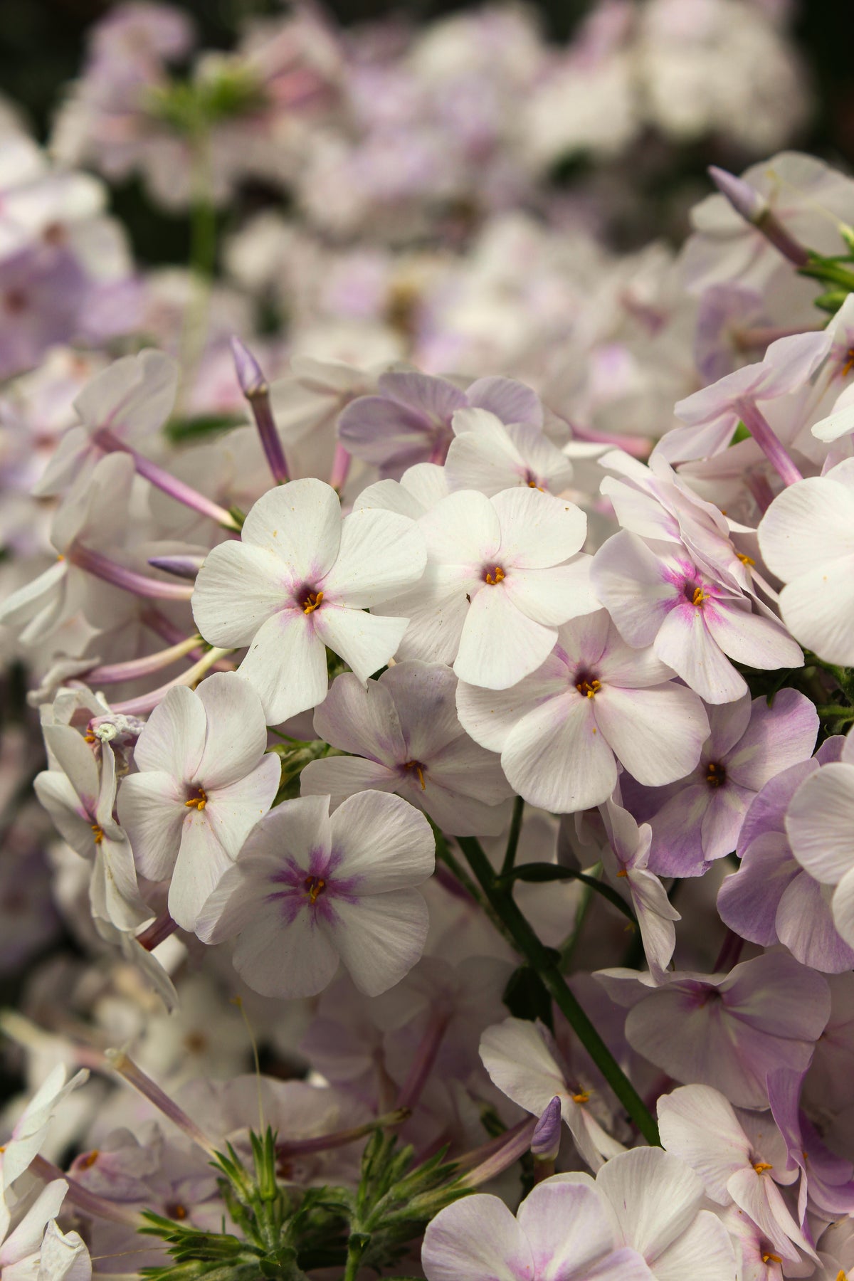 Phlox 'Fashionably Early Lavender Ice'