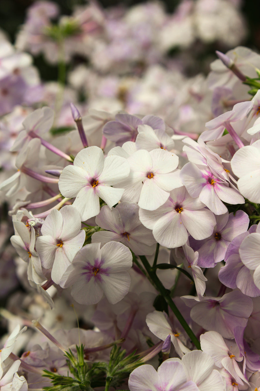 Phlox 'Fashionably Early Lavender Ice'