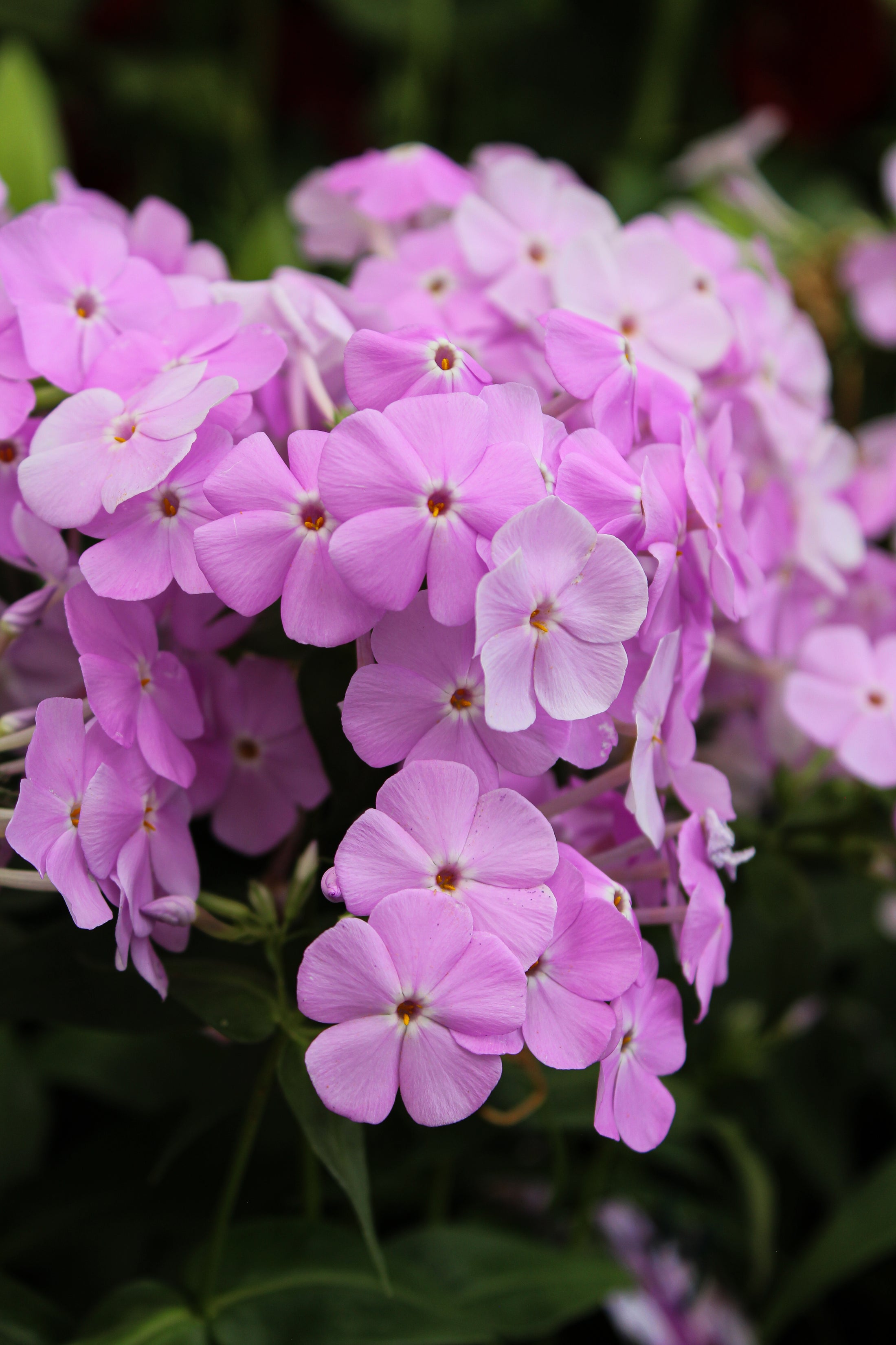 Phlox 'Fashionably Early Princess'