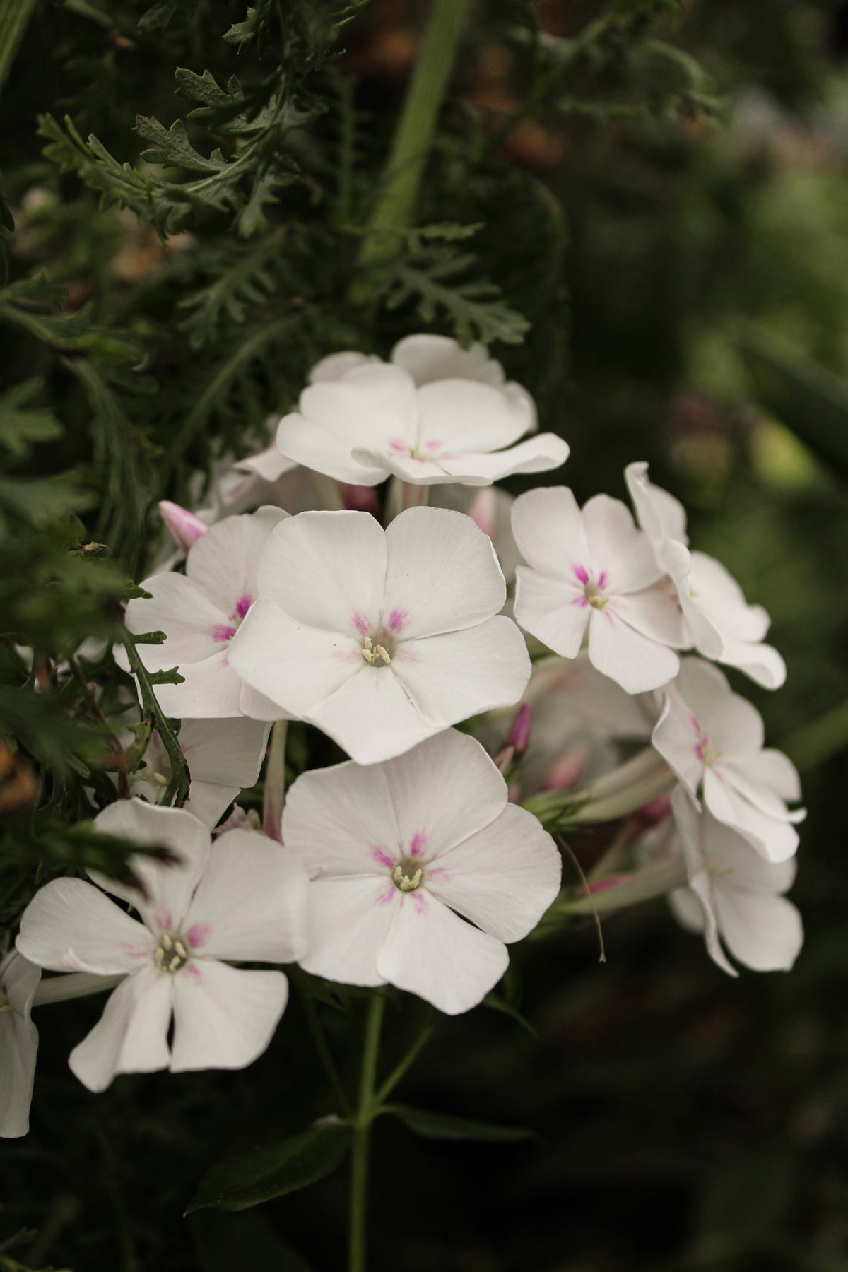 Phlox 'Garden Girls Party Girl'