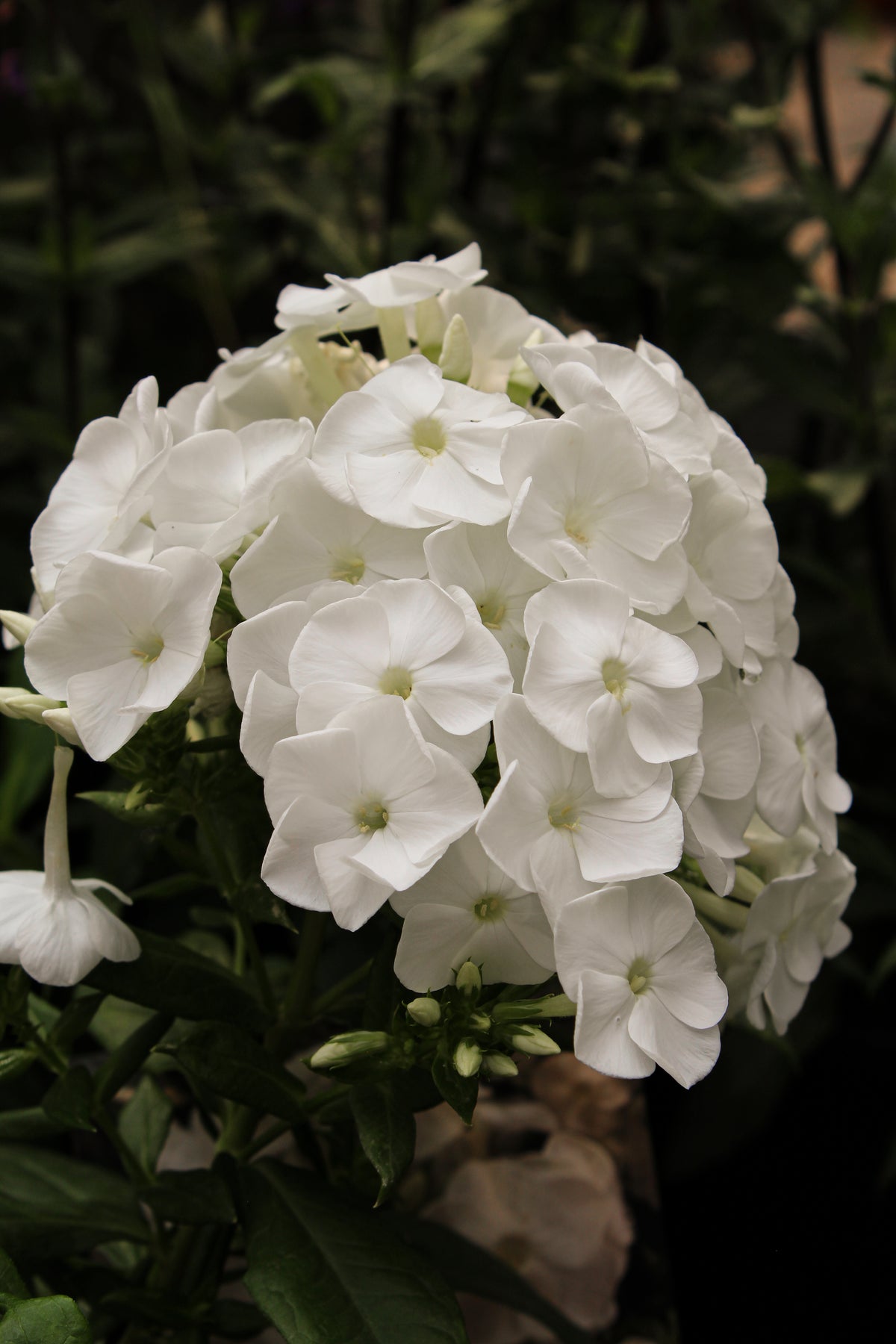 Phlox 'Luminary Backlight'