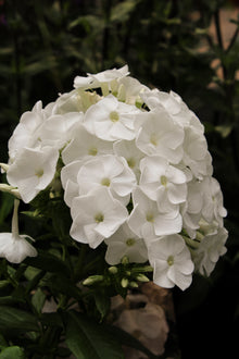 Phlox 'Luminary Backlight'