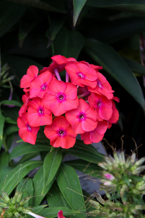 Phlox ‘Luminary Sunset Coral’