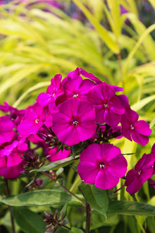 Phlox 'Luminous Ultraviolet'