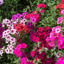 Phlox 'Drummondii Mix Flowers'
