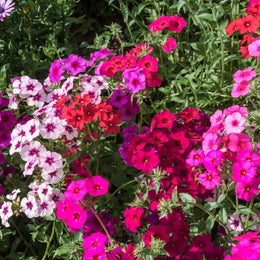 Phlox 'Drummondii Mix Flowers'