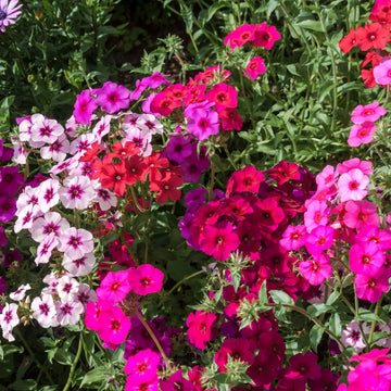 Phlox 'Drummondii Mix Flowers'